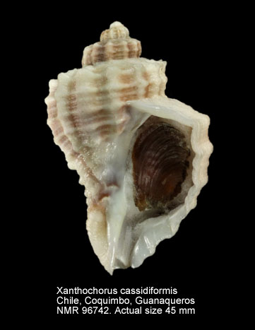 Xanthochorus cassidiformis (4).jpg - Xanthochorus cassidiformis (Blainville,1832)